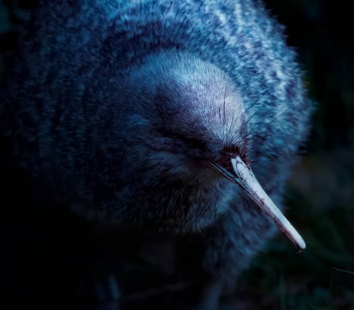 Nighttime close-up of a kiwi bird with a long beak and fluffy feathers in the dark.