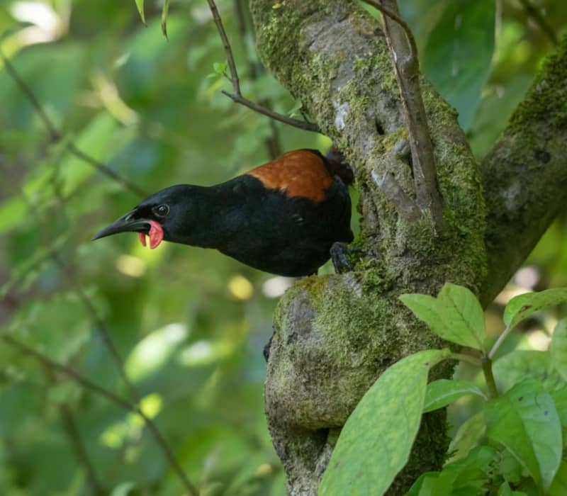 Tui bird perched on mossy tree branch with green leaves around it