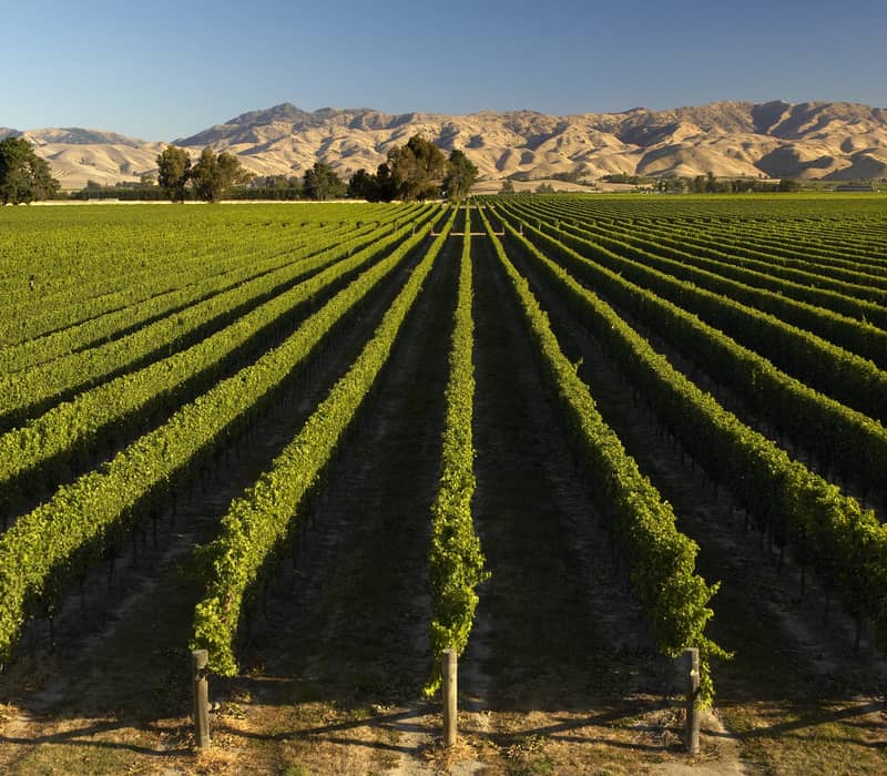 Rows of green grapevines in a vineyard with mountains in the background under a clear sky.