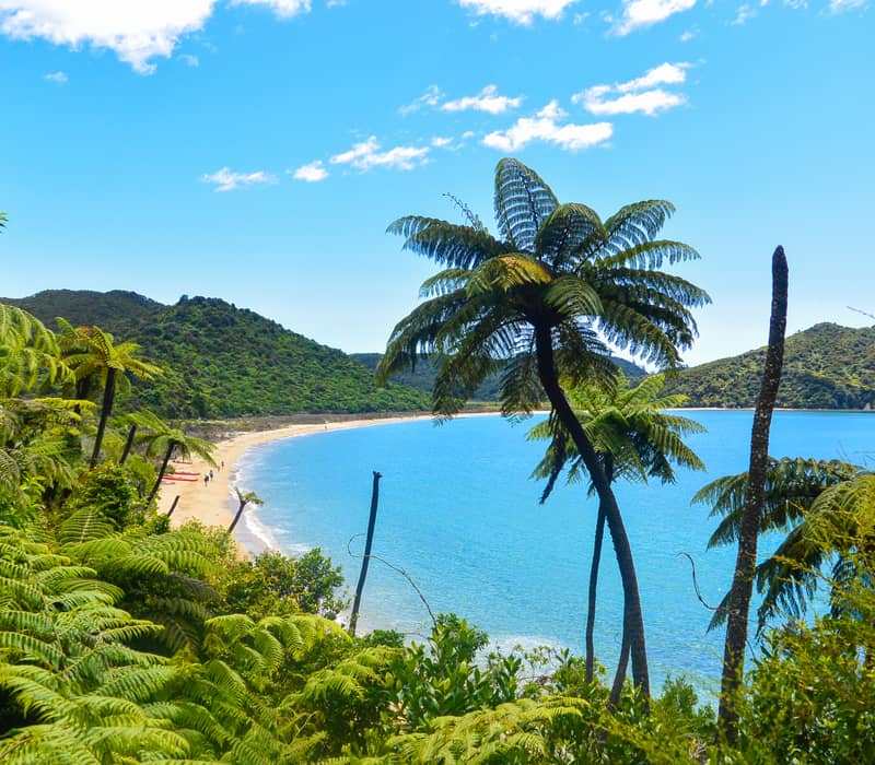 Large tree ferns in the foreground look out over a golden sand beach and blue ocean.