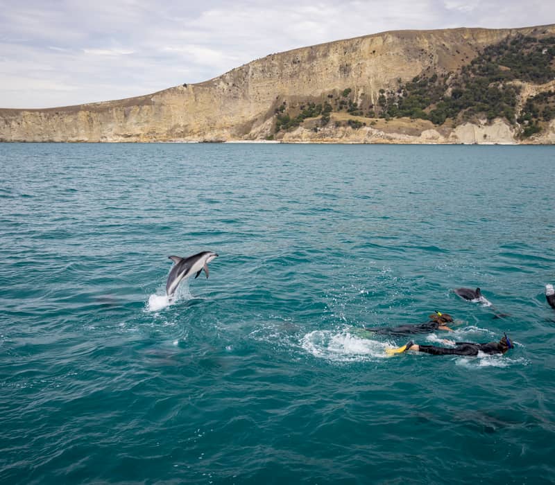 A dolphin jumping high out of the water near people snorkeling in the ocean