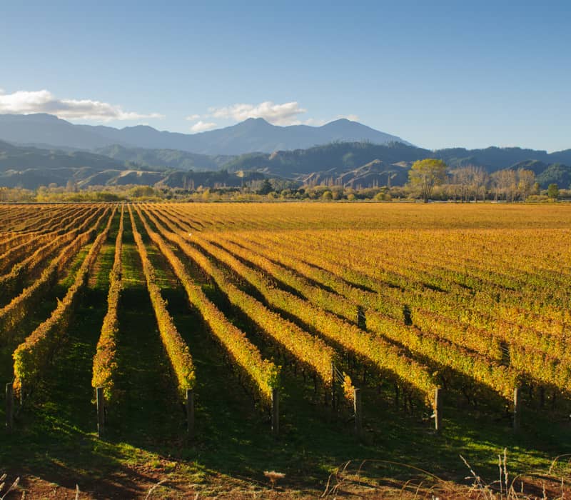 In the foreground there is lots of rows of a vineyard with a blue sky and mountains in the background 