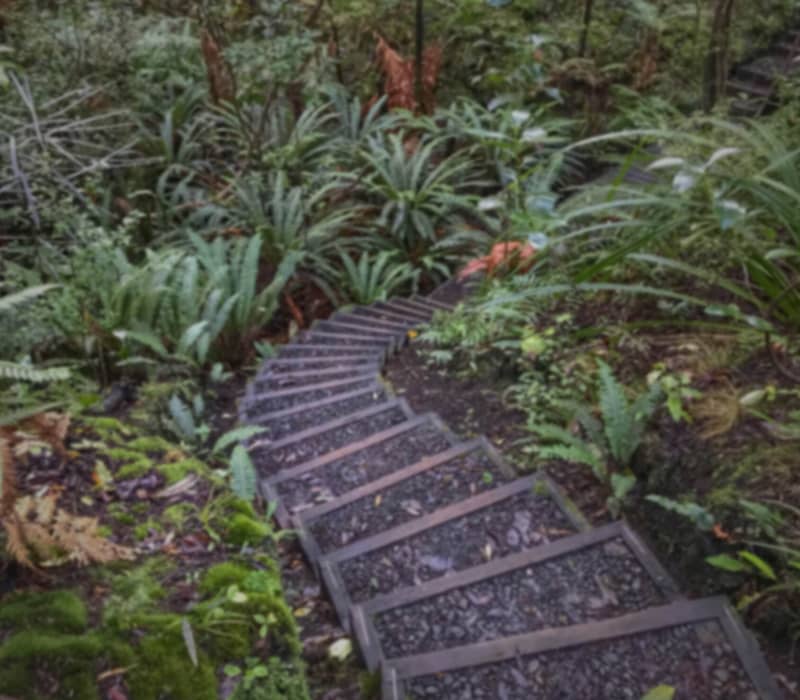 Wooden stairs winding down a forest path surrounded by green plants and moss.
