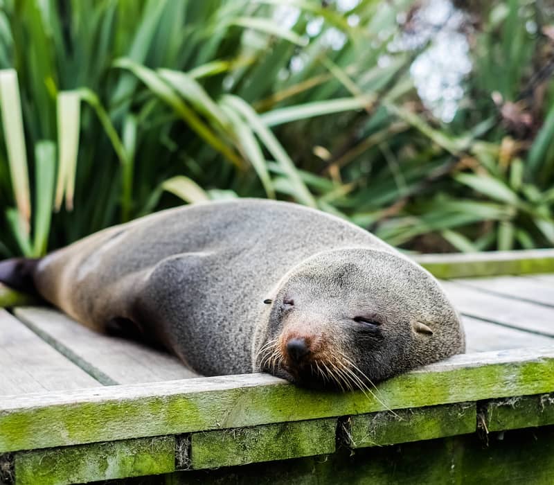 Seal sleeping peacefully on a wooden boardwalk near green plants.