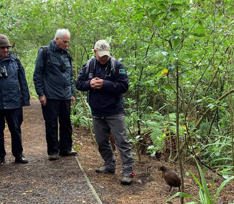 Group of people on forest path watching a weka bird near greenery