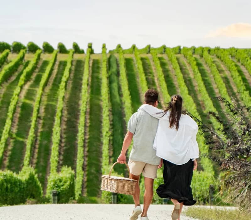 Couple walking with picnic basket through green vineyard on sunny day