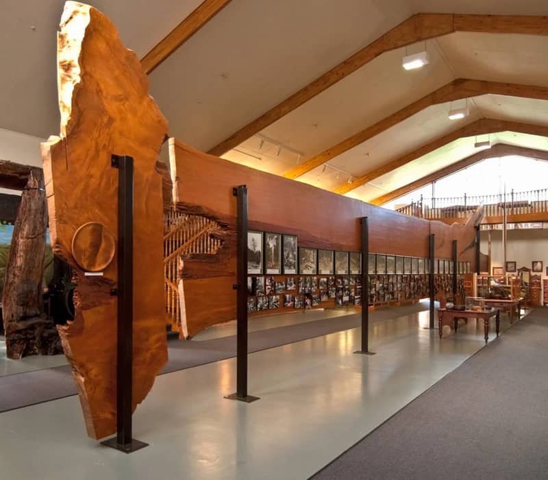 Large kauri wood slab exhibit displayed in Matakohe Kauri Museum with photographs and wooden beams.