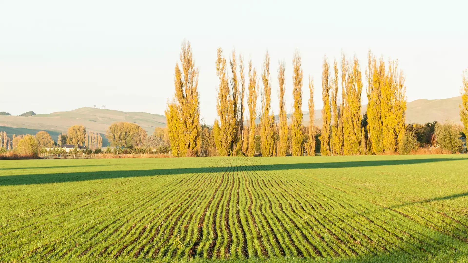 A wide landscape of a green field with neatly planted rows in Hawke's Bay, featuring tall golden poplar trees and rolling hills in the background under soft afternoon light.