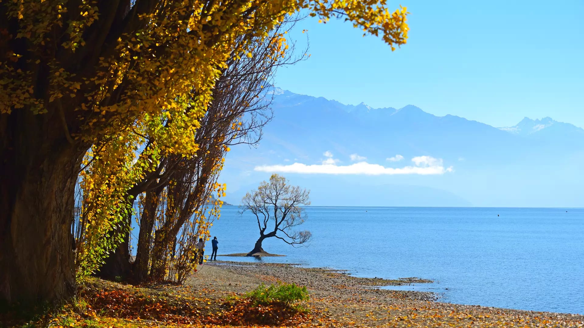Tree in lake with golden autumn leaves on shore and mountains in background