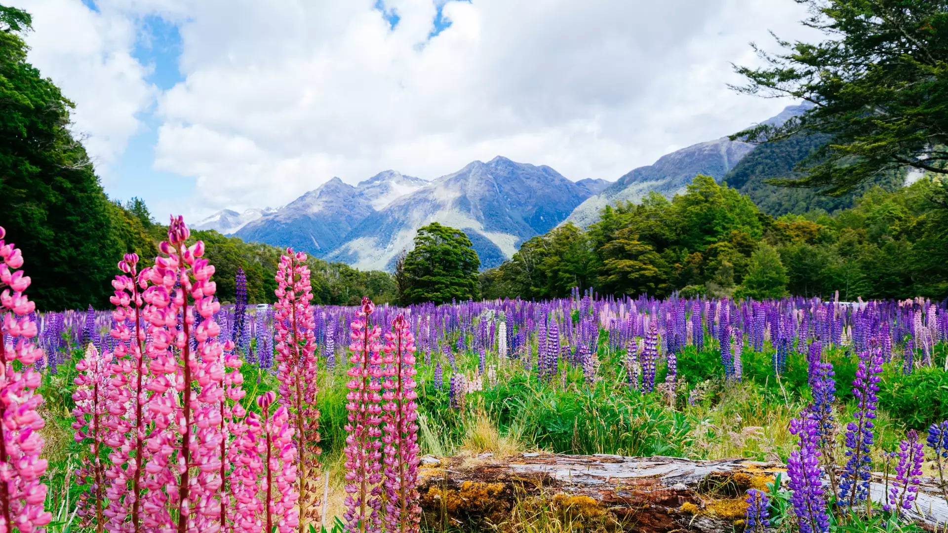 Field of pink and purple lupin flowers with trees and mountains in the background under a partly cloudy sky.