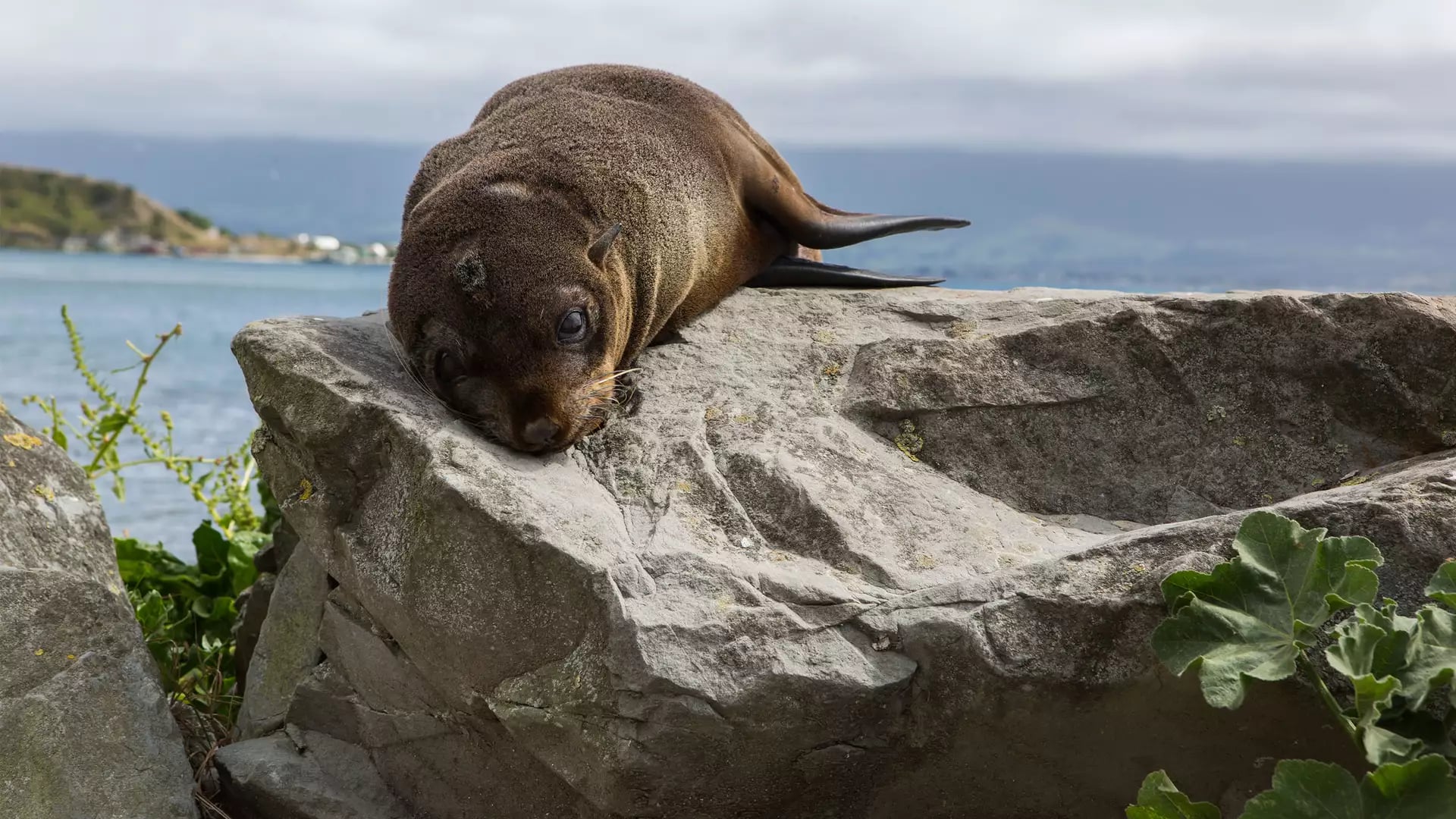 Seal resting on rocks by the sea with hills in the background.