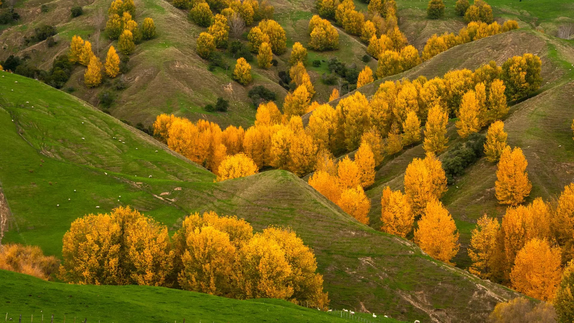 Rolling green hills with clusters of bright yellow autumn trees in Hawkes Bay
