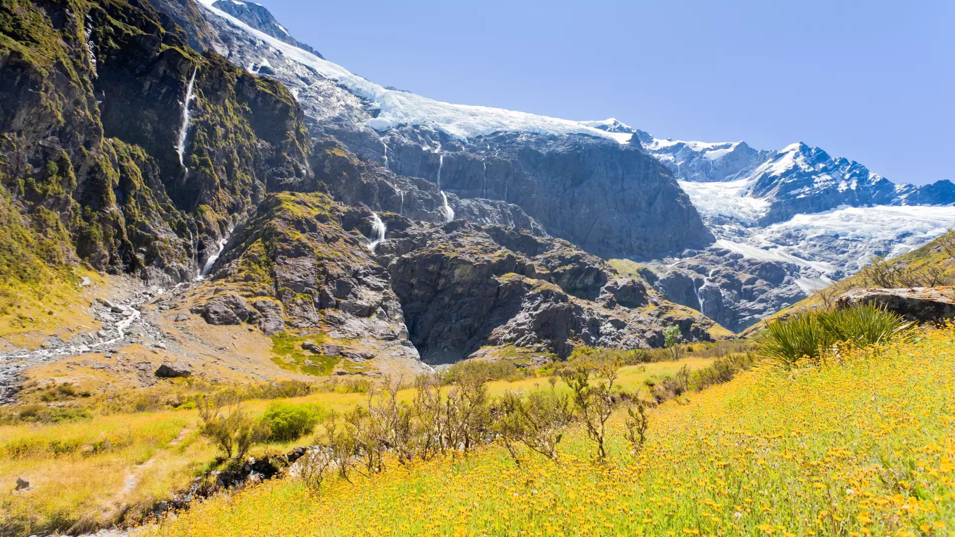 Field of yellow wildflowers with waterfalls and a glacier on rocky mountains in the background under clear sky.