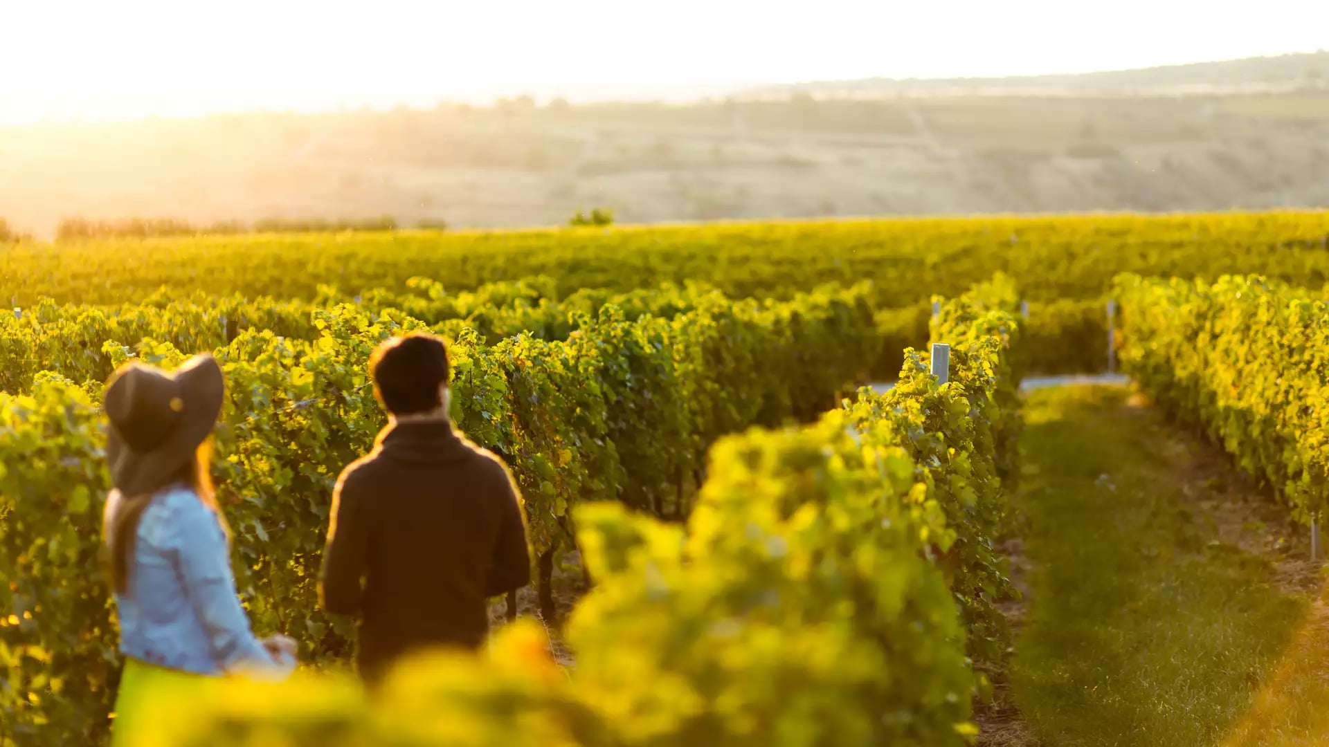 Couple walking through a vineyard in the golden sunshine