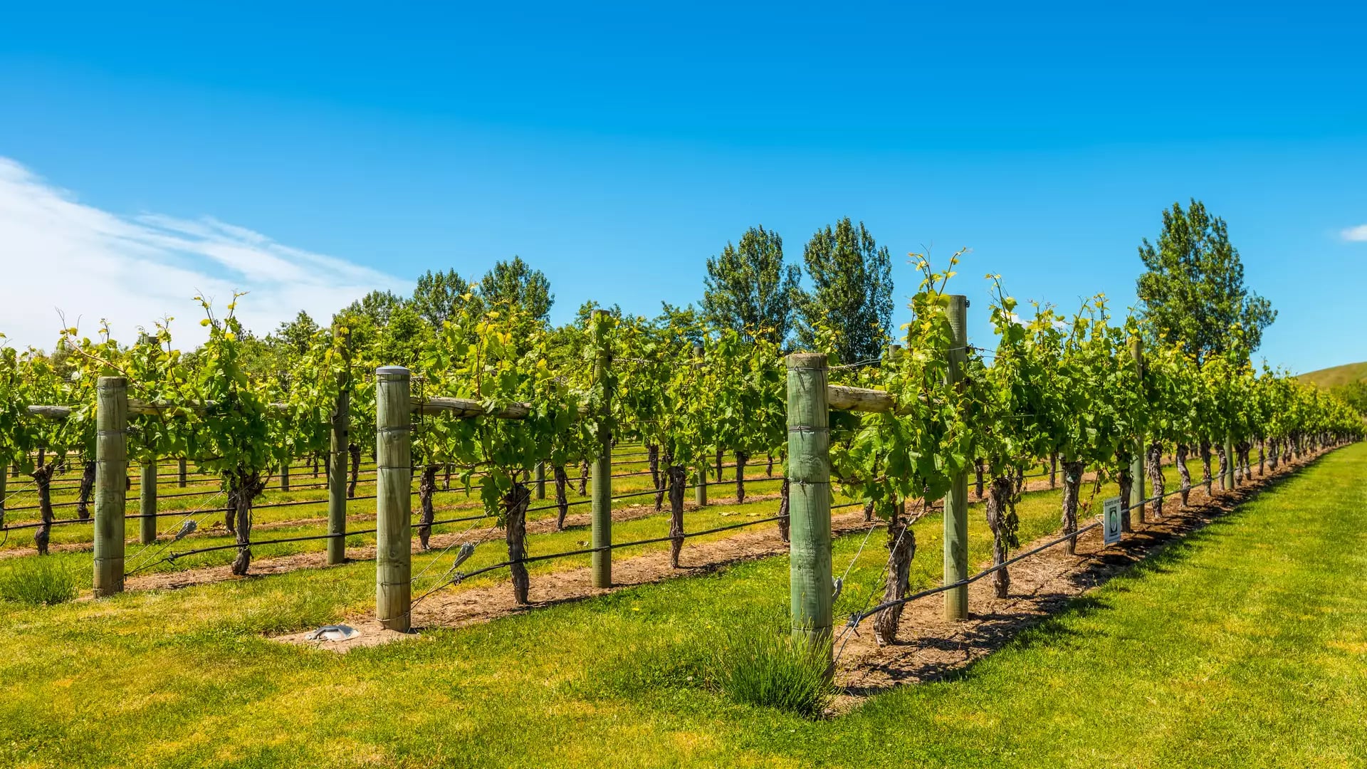 Rows of grapevines with green leaves in a sunny vineyard under a bright blue sky