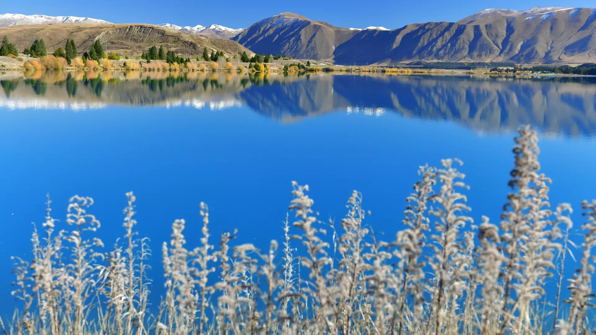 Clear blue lake reflecting snow-capped mountains with blurred grass in the foreground, Arthur's Pass.