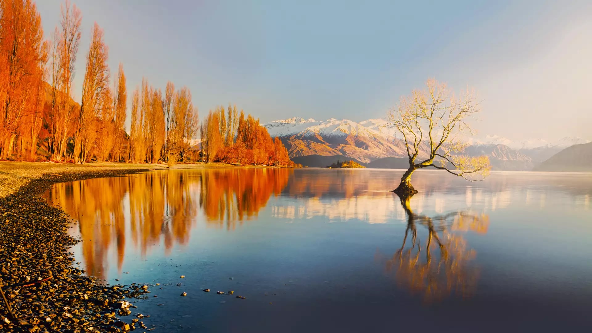 The famous "Wanaka Tree" grows out of the calm waters of Lake Wānaka, reflected perfectly at sunrise with golden autumn trees and snow-capped mountains in the background.