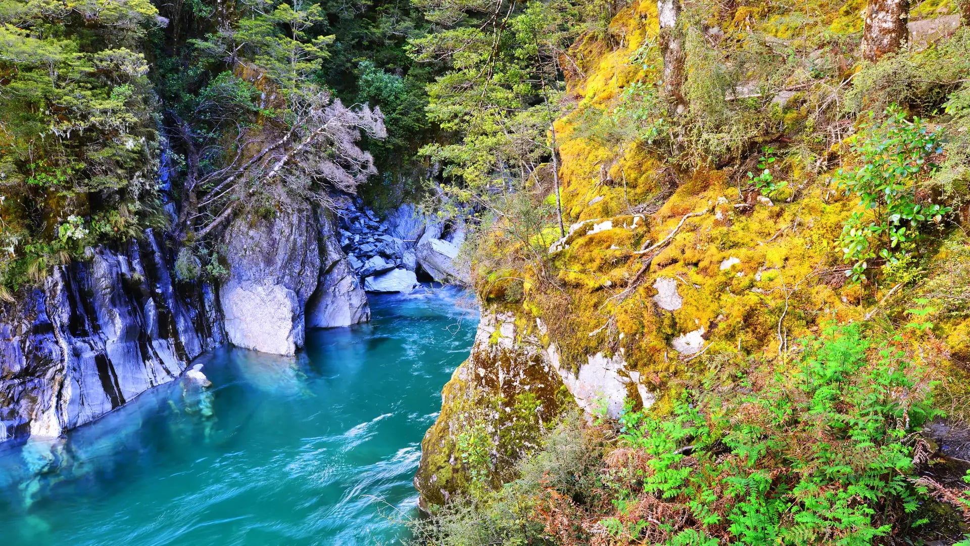 Turquoise water flows between rocks with mossy trees and shrubs along the riverbank.