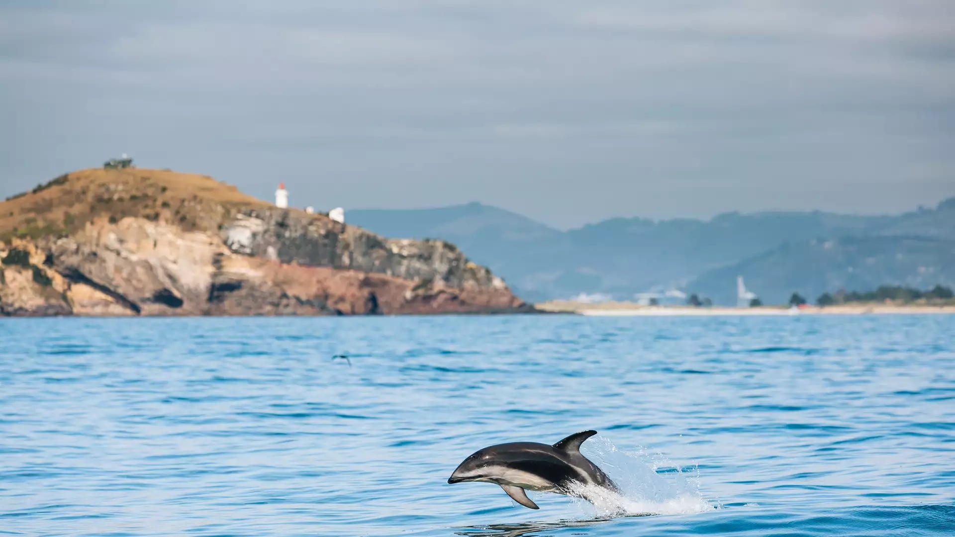 Dolphin jumping out of the ocean with island and lighthouse in the background