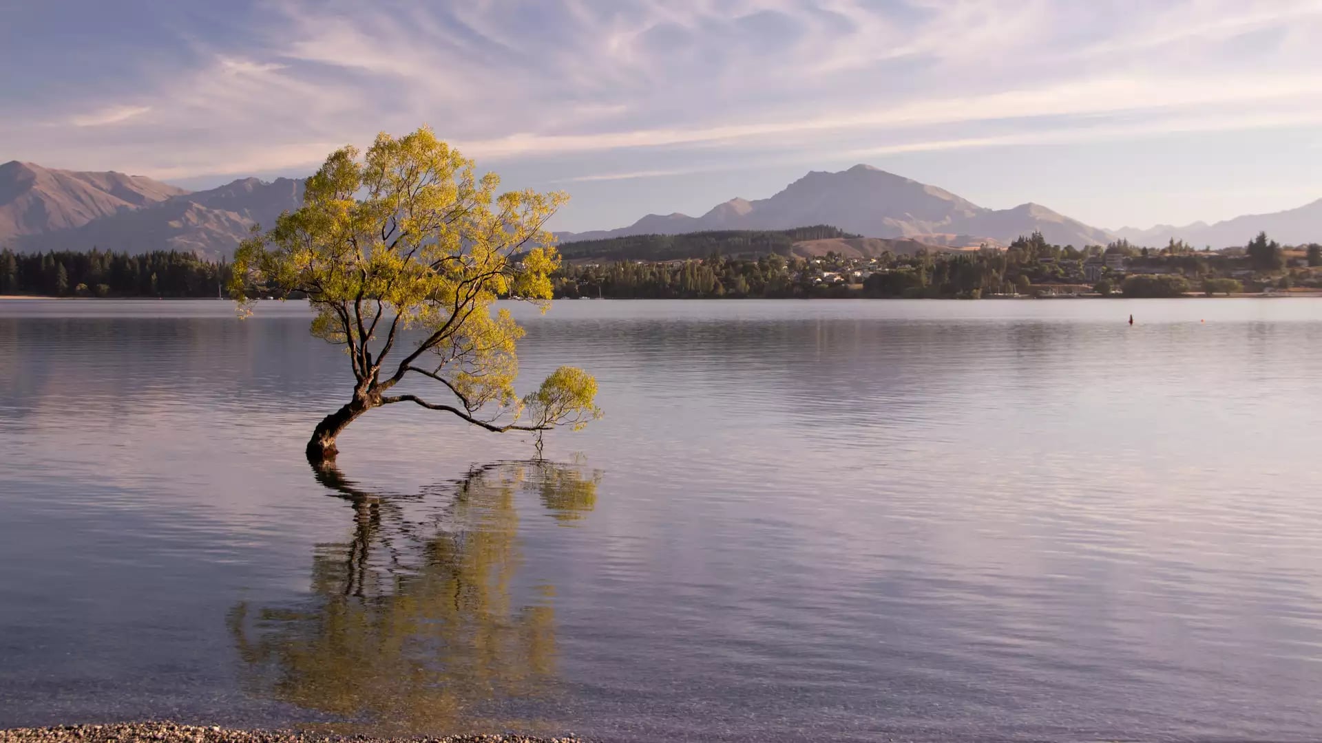 View of the Wanaka Tree