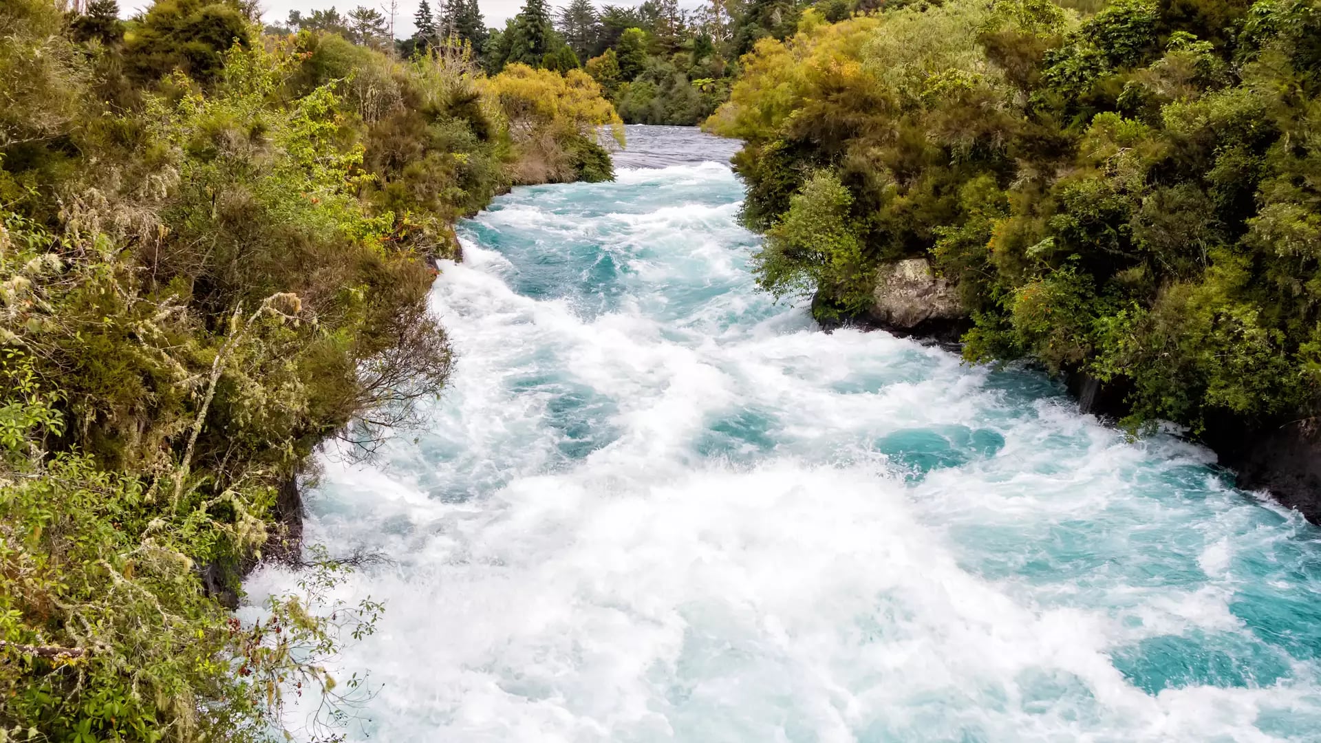 White and blue rapids of Huka Falls river surrounded by dense green forest under cloudy sky.