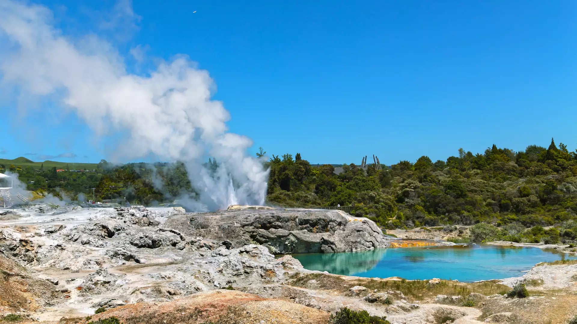 Steam erupts from Whakarewarewa geyser near bright blue hot spring under a clear blue sky.