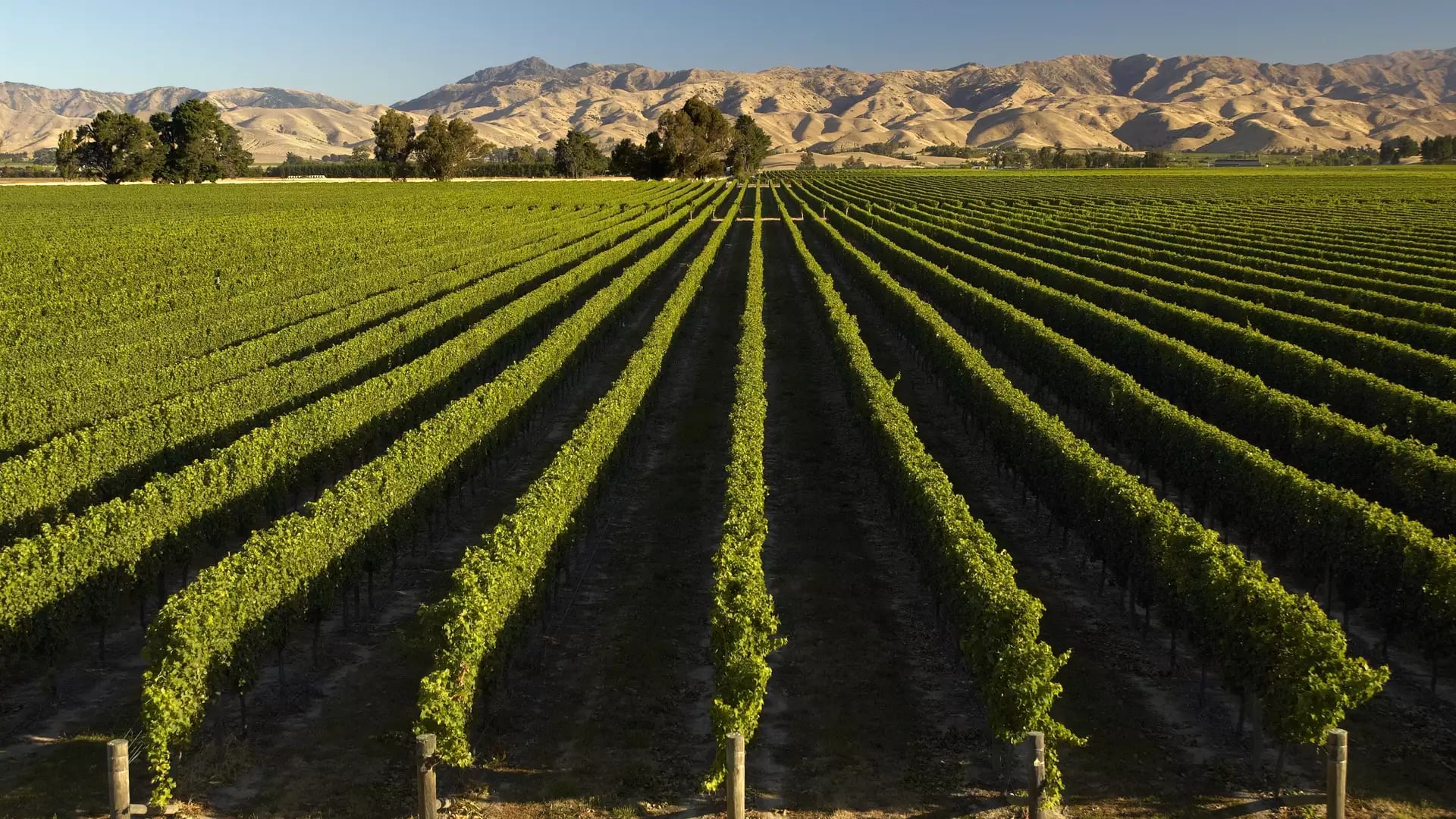 Rows of green grapevines in a vineyard with mountains in the background under a clear sky.