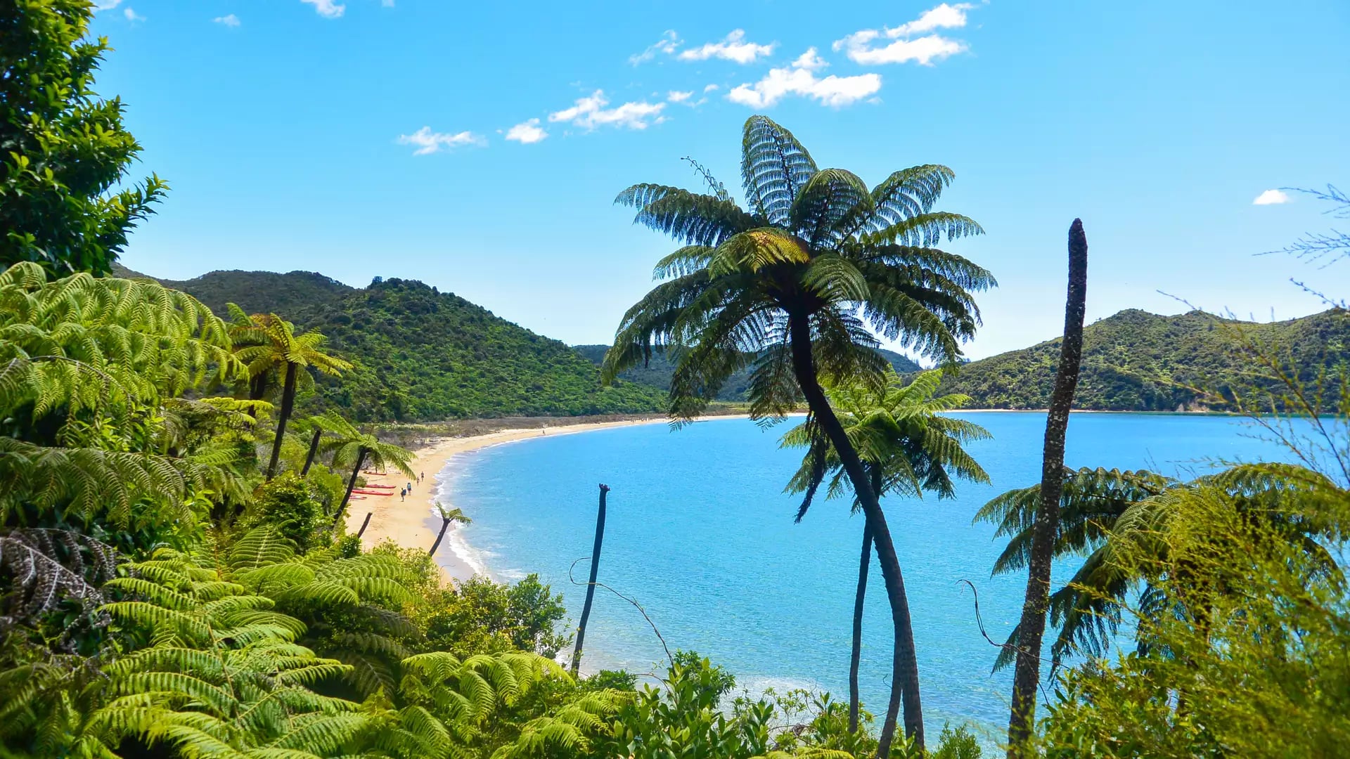 Large tree ferns in the foreground look out over a golden sand beach and blue ocean.