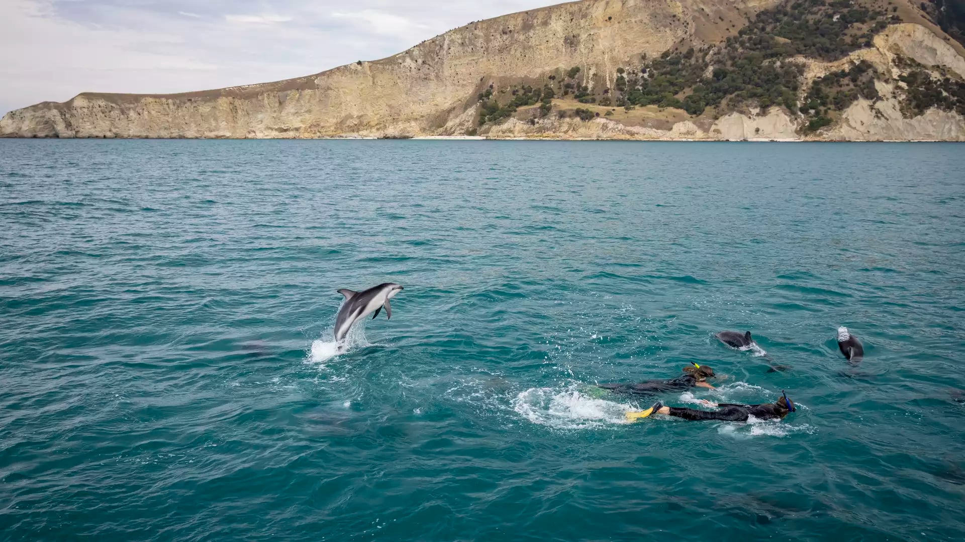 A dolphin jumping high out of the water near people snorkeling in the ocean