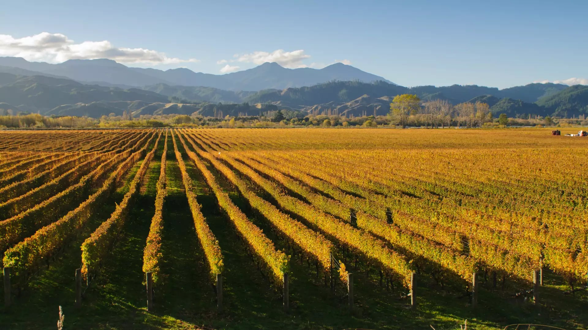 In the foreground there is lots of rows of a vineyard with a blue sky and mountains in the background 