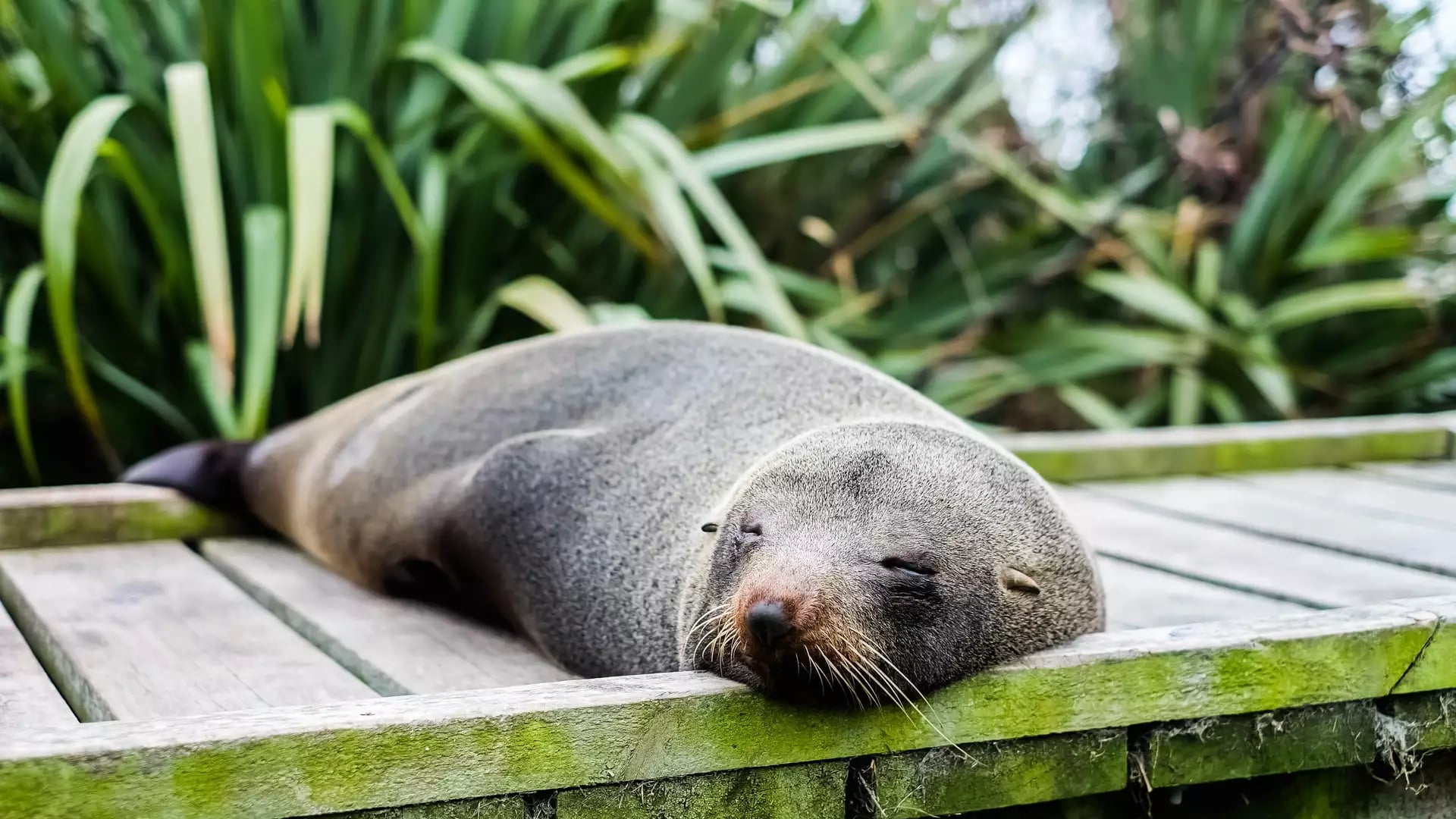 Seal sleeping peacefully on a wooden boardwalk near green plants.