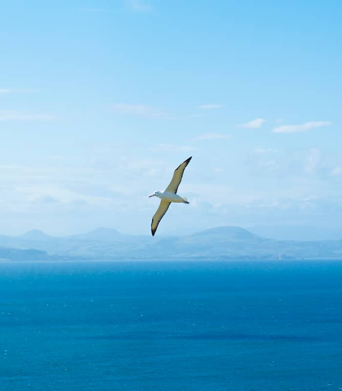 Albatross flying over ocean