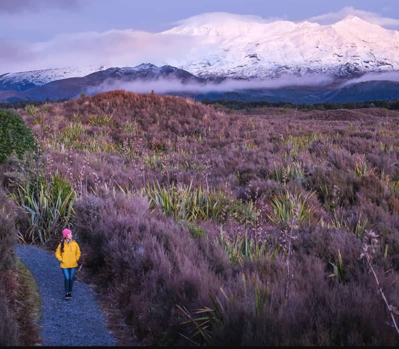 A hiker in a yellow jacket walks a gravel path through purple shrubs toward a massive, snow-capped mountain.