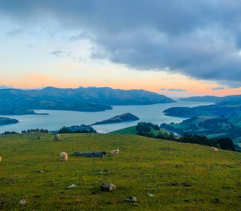A wide-angle sunset view from a grassy hilltop where sheep graze, looking down onto the deep blue waters of Akaroa Harbour and the layered green hills of the Banks Peninsula under a moody, clouded sky.