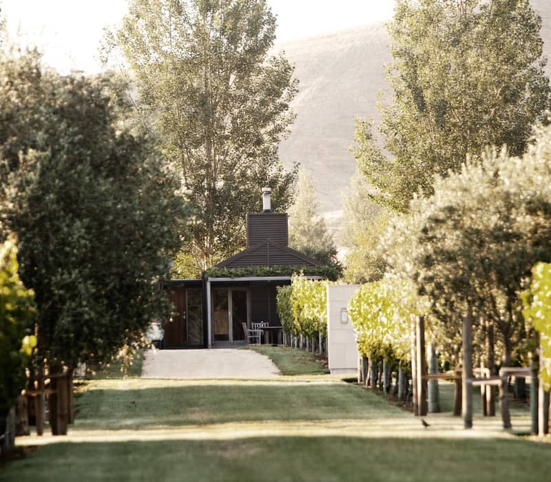Cottage at end of pathway lined with vineyard rows and trees on a sunny day.