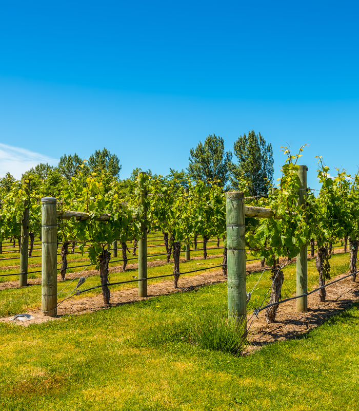 Rows of grapevines with green leaves in a sunny vineyard under a bright blue sky