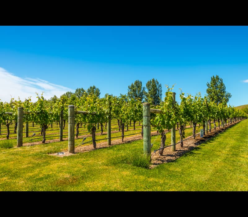 Rows of grapevines with green leaves in a sunny vineyard under a bright blue sky