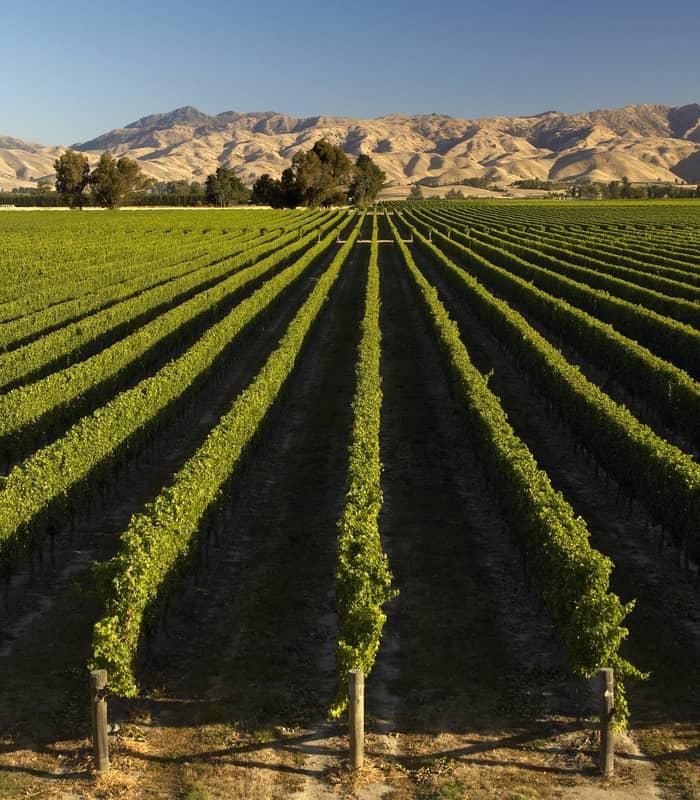 Rows of green grapevines in a vineyard with mountains in the background under a clear sky.