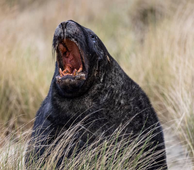 Close-up of a fur seal with mouth open among grass on Stewart Island.