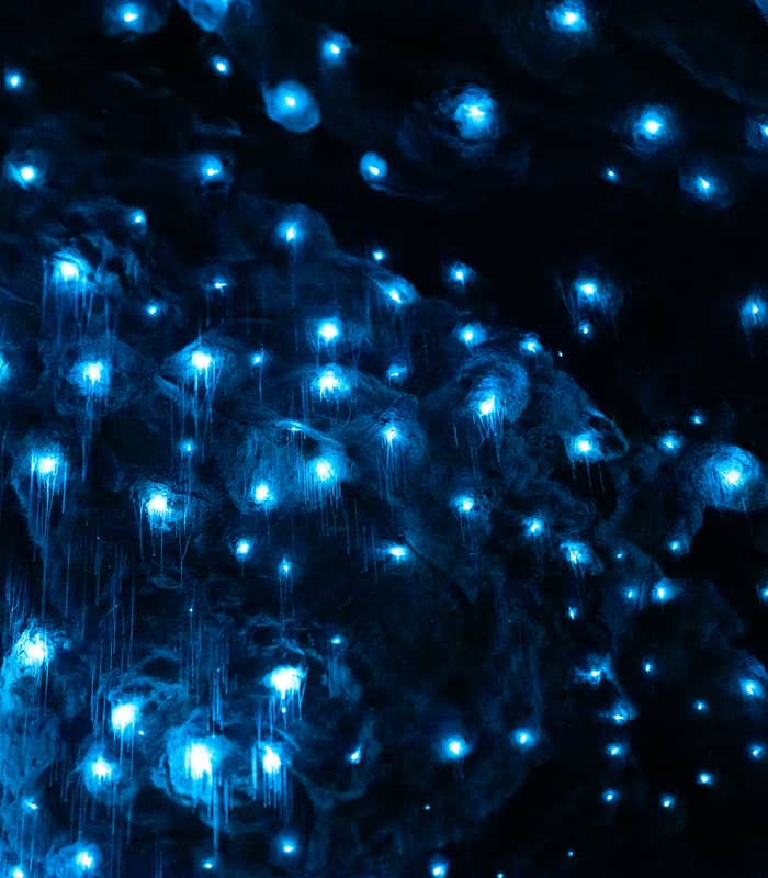 Blue glowing glowworms lighting up a dark cave ceiling.