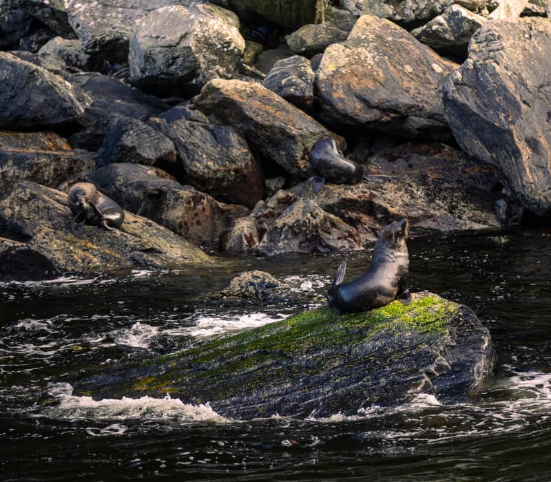 Seals resting on moss-covered rocks by the water with waves splashing nearby.