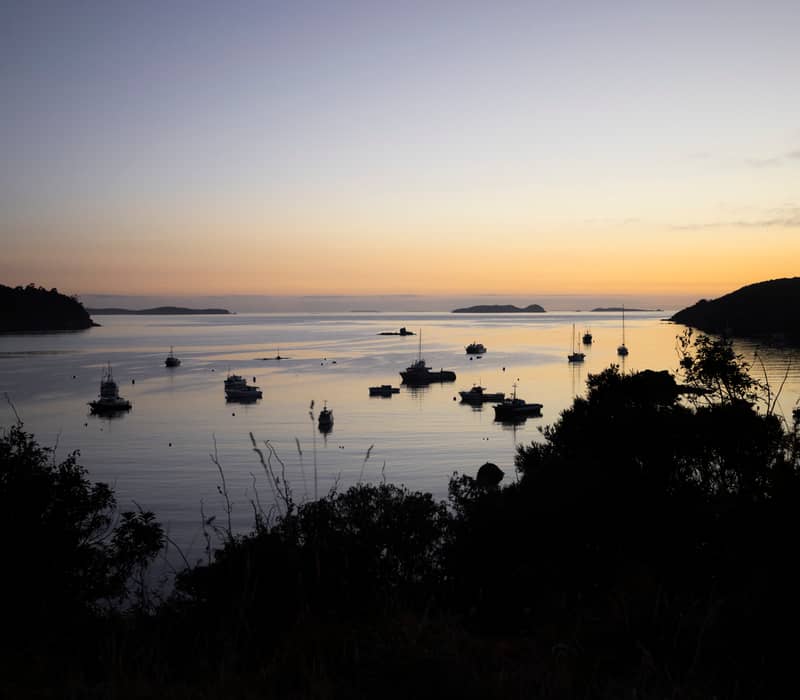 Sunset over Stewart Island with boats on calm water and silhouetted foliage in foreground.