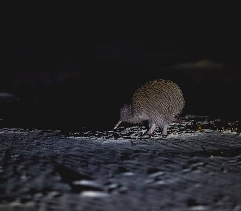 Wild kiwi bird at night on rocky ground with dark background