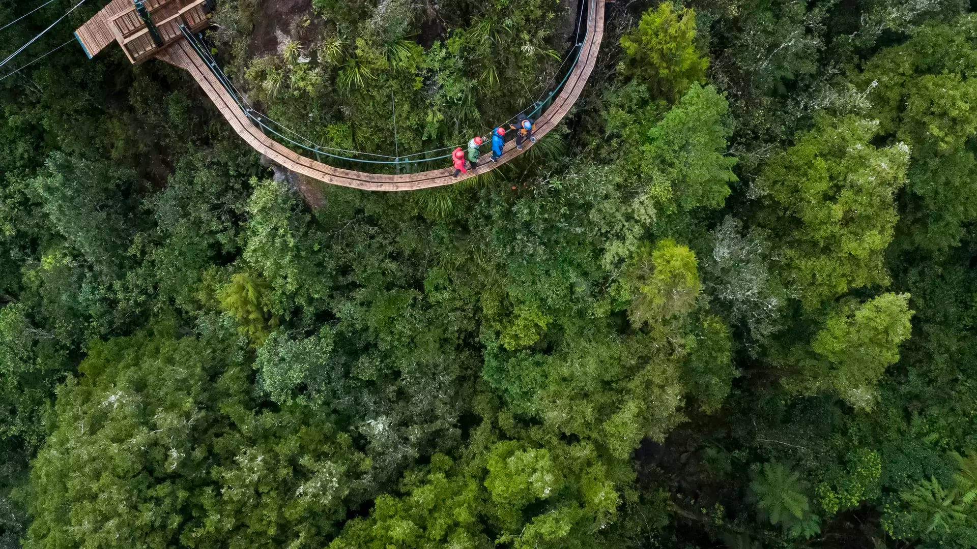 Visitors walking through the rainforest.