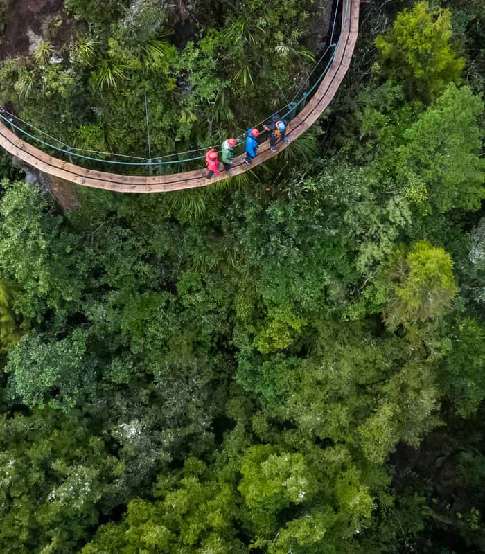 Visitors walking through the rainforest.