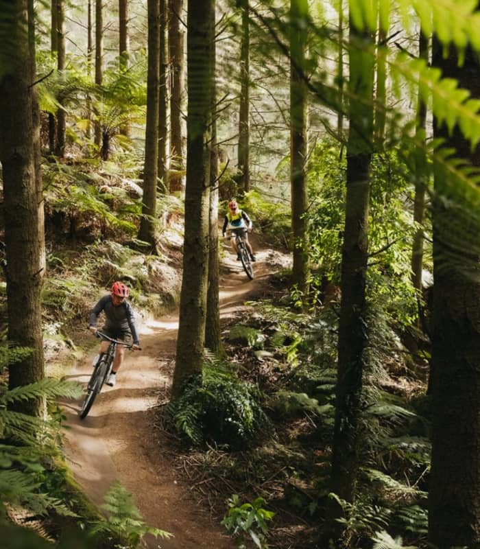 Two mountain bikers in helmets ride along a winding dirt singletrack trail through a dense forest of tall straight trees and lush green ferns, dappled with sunlight.