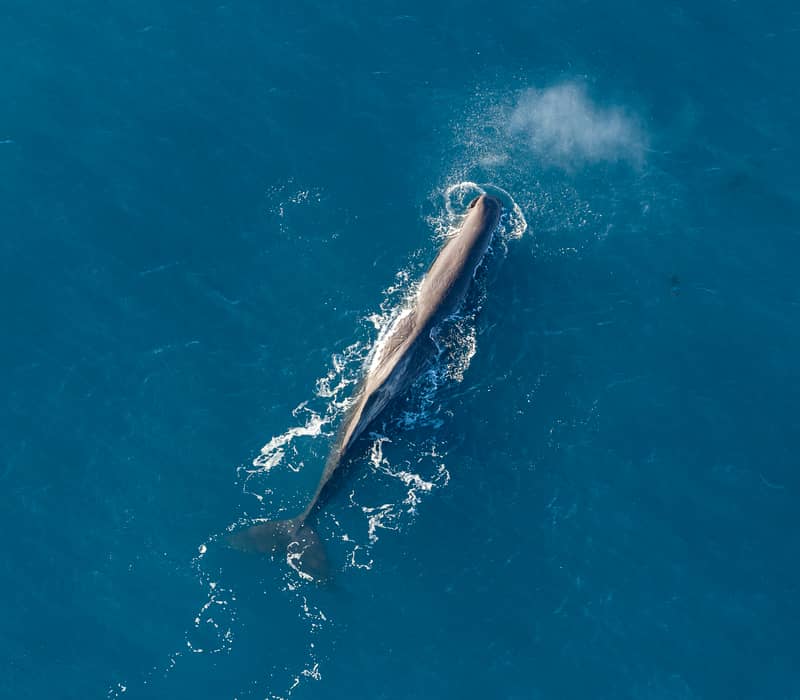 A whale swimming and surfacing in the blue ocean water, viewed from above.