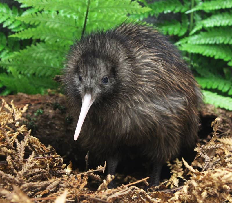 Kiwi bird standing on forest floor surrounded by ferns and dry leaves