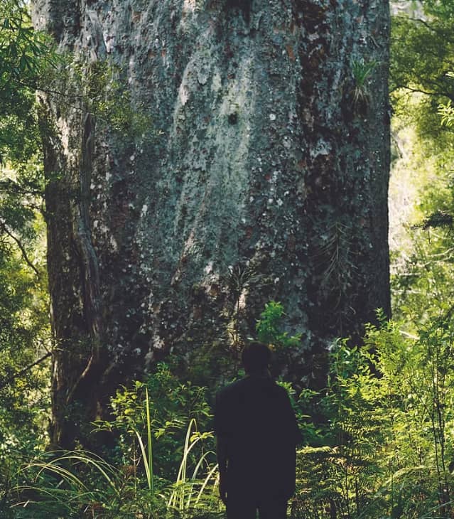 The silhouette of a person stands before the massive, towering trunk of a giant ancient Kauri tree in a lush green New Zealand forest.