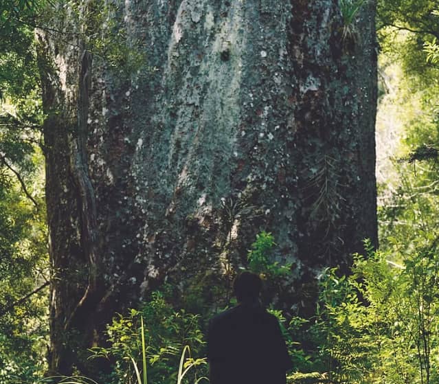 The silhouette of a person stands before the massive, towering trunk of a giant ancient Kauri tree in a lush green New Zealand forest.
